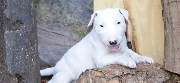 Cães Bull Terrier para companhia