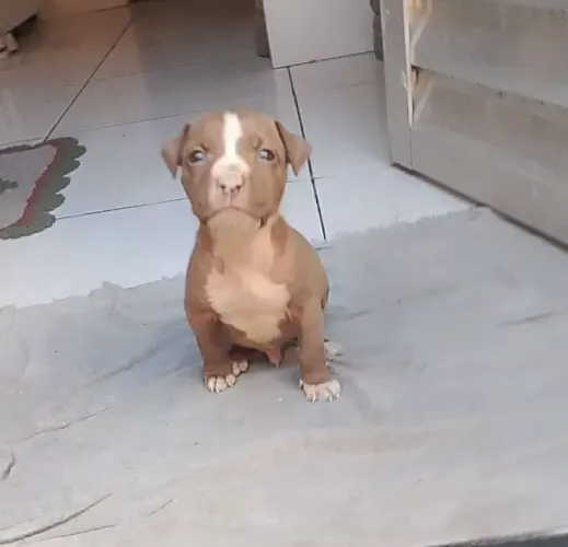 Vendo filhote de Pitbull 