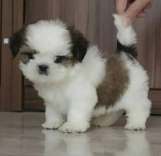 Shih tzu mini filhotes disponíveis em breve garanta o seu