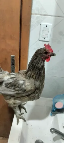 Vendo Galinha Carijó 