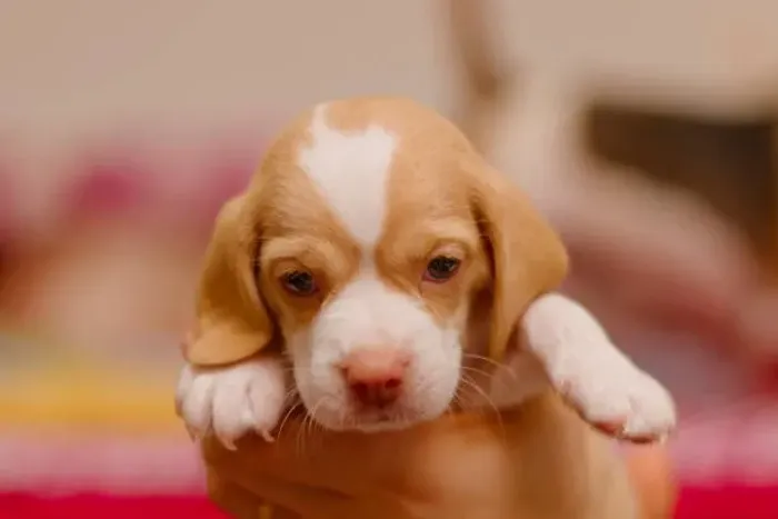 Lindos Beagle de Excelente Temperamento ?