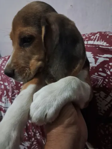 Cachorro Beagle