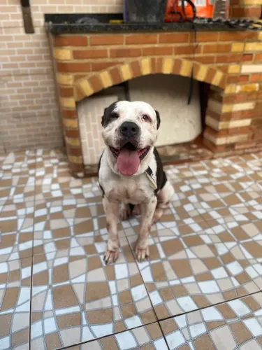 Pitbull