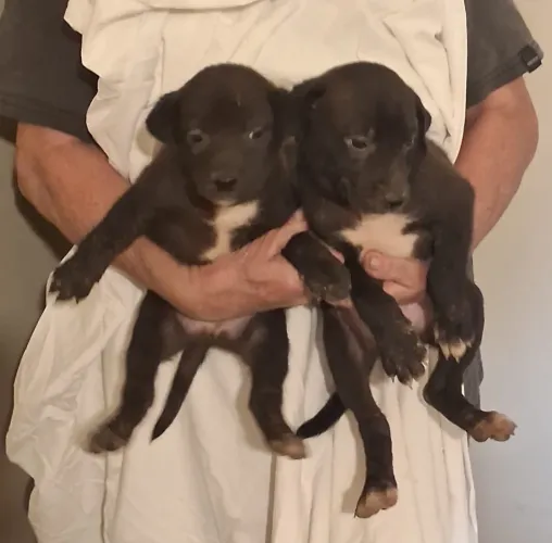 Labrador Com Weimaraner Último Casal 50 Dias