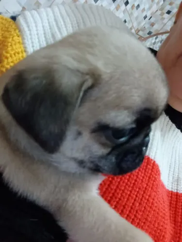 Cachorro pug