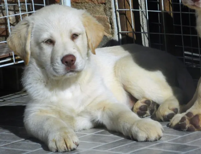 Último filhotinho macho albino - labrador