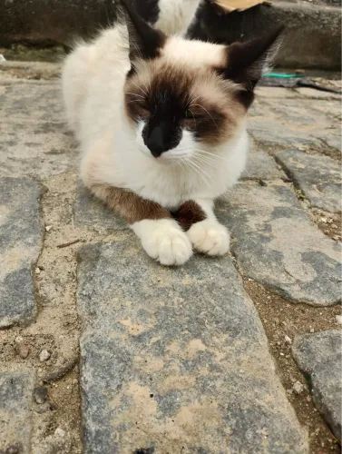 Gatinha femea para adocao urgente