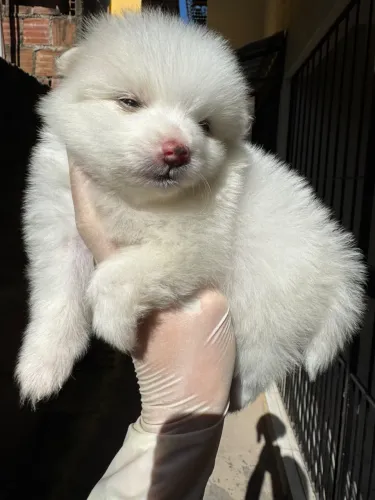Filhotes de Spitz alemão anão
