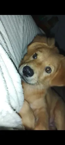 Vendo essa chow-chow