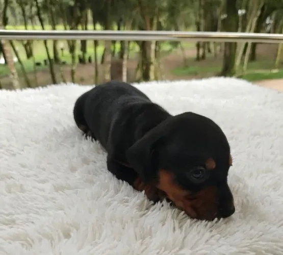 Dachshund fêmea 
