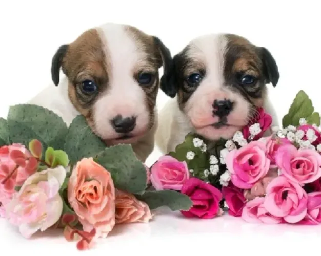o cachorro do mascara Filhotes lindos disponíveis! chama 9 9751.6491