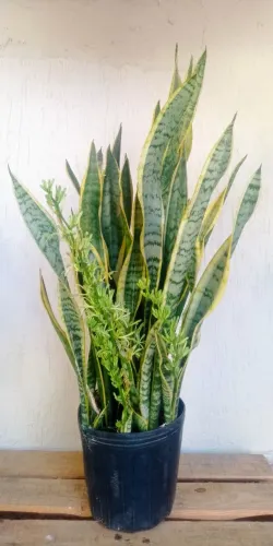 Espadas Santa Barbara 