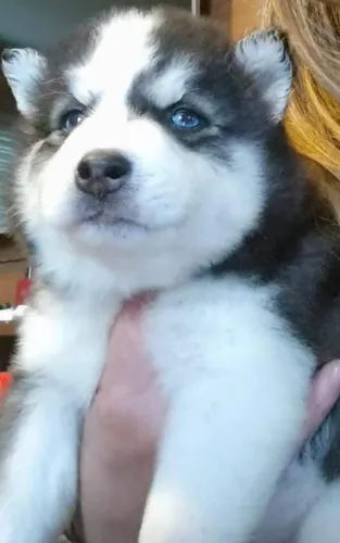 Filhote Husky Siberiano, Leve um filhotinho para casa!