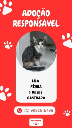 DOAÇÃO DE GATINHO