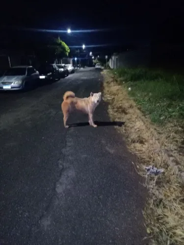 Adoção urgente
