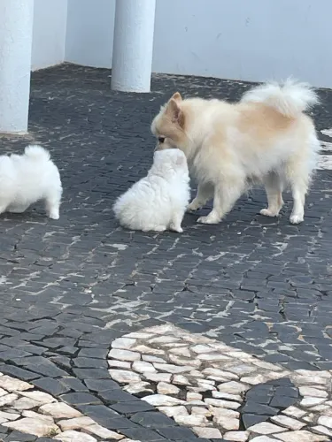 Spitz alemão fêmea
