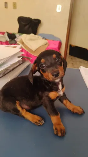 Filhotes Basse,Teckel, Daschund, Salsicha - com 48 dias