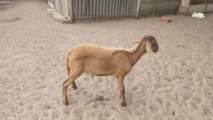 Borregos