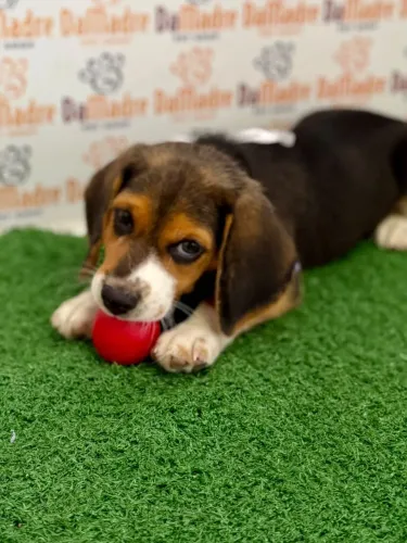 Beagle Macho