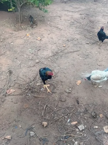 Vendo 7 galinhas 1 galo 2 frango 1 angola 1peru branco e 4 franguinhas