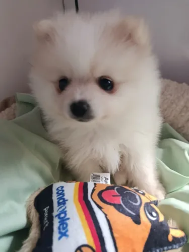 Spitz alemão machinho