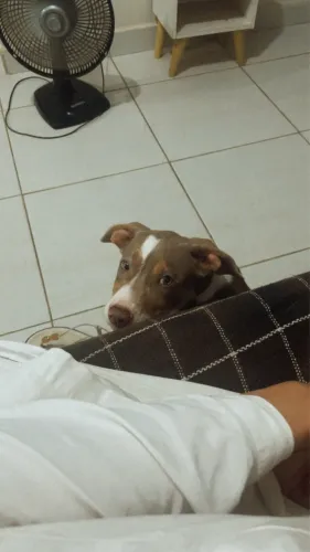 Cachorro 