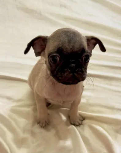 Filhote de pug