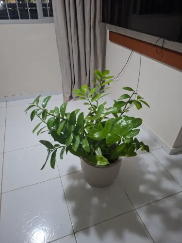 Planta natural com o jarro