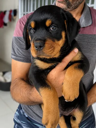 Rottweiler raça pura 