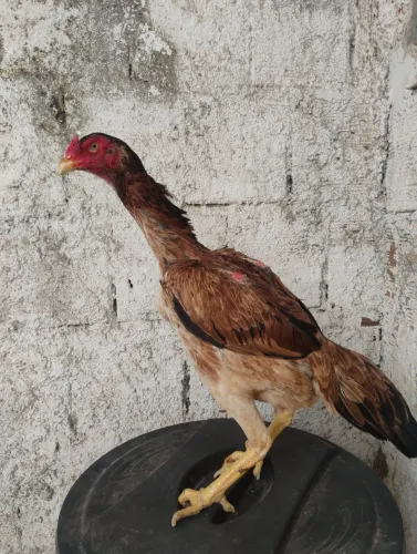 Galinha de raça