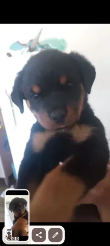 Rottweilers lindos