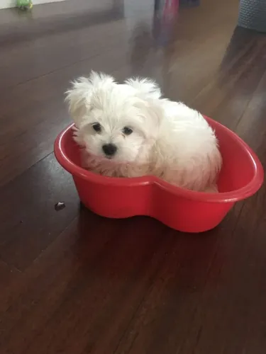 Maltês Um companheiro de presença única