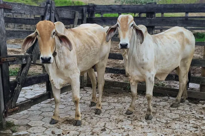 Vacas 1/2 sangue gir/nelore mocho