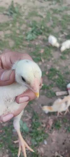 Vendo pintinho caipira,e alguns indianos crista bola