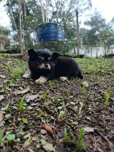 Chihuahua macho pelo longo