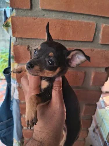 Pinscher mini disponível