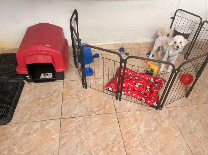 Poodle toy macho 8 meses