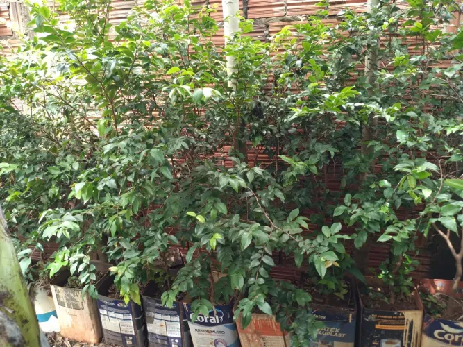 Mudas de jabuticaba