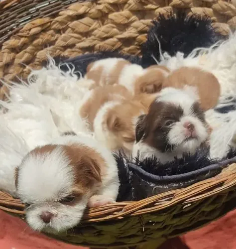 Shih Tzu - Filhotes disponíveis!! Entrega sem custo!! Aceito Cartão!!