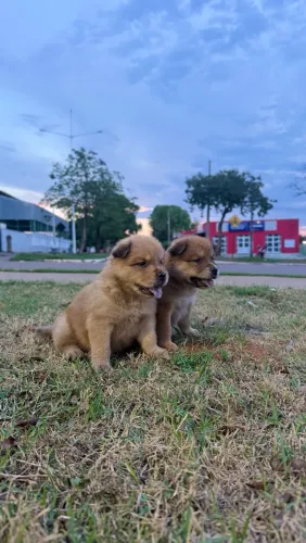 FILHOTE CHOW CHOW