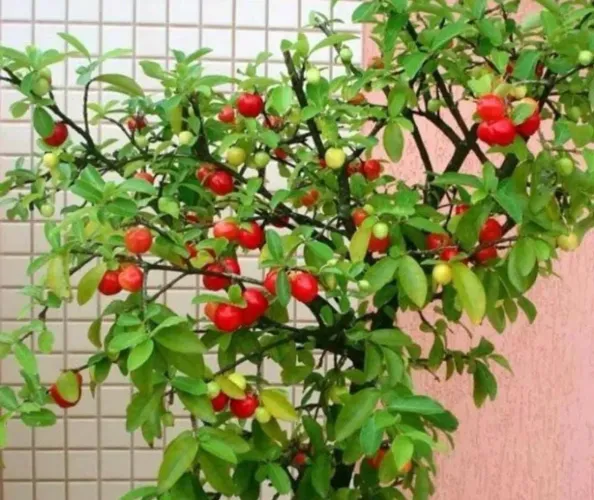 Acerola