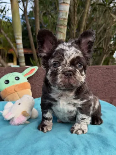 Filhote Bulldog Francês