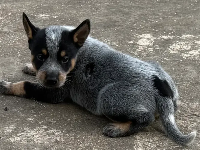 Filhotes de Blue Heeler 