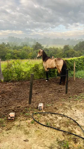 Vendo ou troco Cavalo baio Mangalarga 