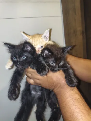 Adote gatinho de 2 meses