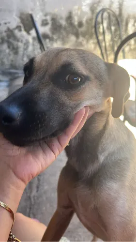 Cachorro 