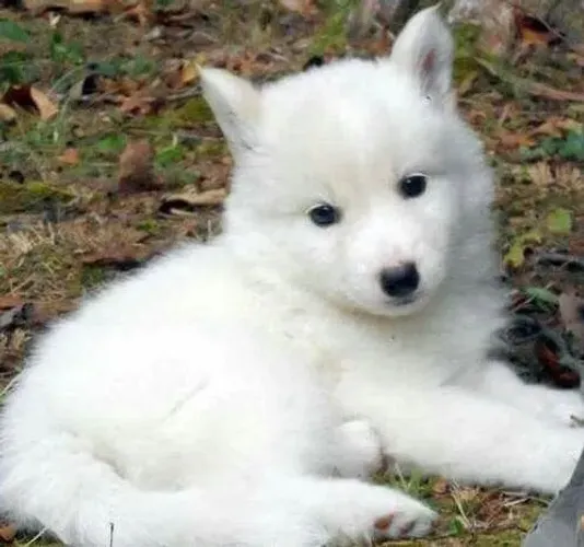 Husky siberiano Filhotinhos lindos disponíveis ? reserve já