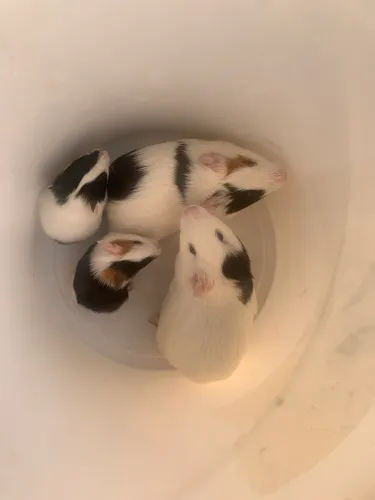 porquinhos da índia