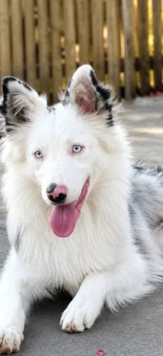 Border collie 