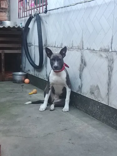 Pit Bull rede fêmea